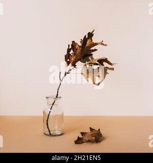 Branche en chêne sec dans un vase en verre sur une table beige.Concept d'automne.Vue avant.Encore la vie. Banque D'Images