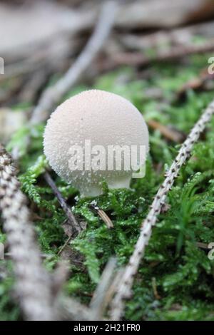 Boule de macaron commune dans les Bois (Allemagne, automne 2021) Banque D'Images