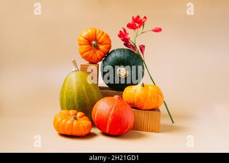 Composition automnale créative avec citrouilles décoratives orange et vertes et fleurs sur podiums en bois sur fond beige tons de terre.Automne, automne, que Banque D'Images