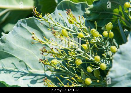 La mer Kale (Crambe maritima) en graines Banque D'Images