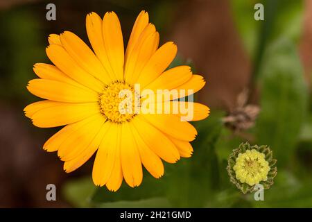 Gros plan de la fleur de Gerbera Daisy, mûre et jaune vif, le long d'un bourgeon qui commence à s'ouvrir Banque D'Images