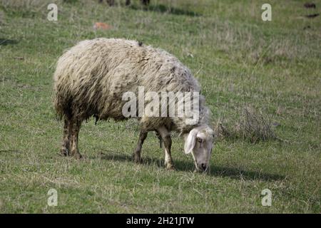 Moutons seuls paître sur le champ vert dans la campagne Banque D'Images