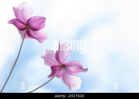 Anemone hupehensis praecox belles fleurs.Plante à fleurs rose pétale simplicité, plantes à fleurs des vents dans le jardin.Prise de vue en plongée Banque D'Images