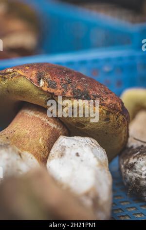 Champignons porcini boletus à vendre sur le marché de la ville Banque D'Images