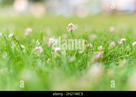 Gros plan des fleurs de trèfle dans l'herbe verte en été Banque D'Images