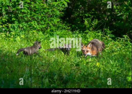 Renard roux (Vulpes vulpes) adulte et deux kits Run through Grass Summer - animaux captifs Banque D'Images