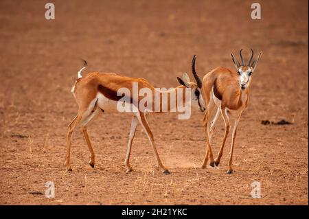 Springboks Gaccouplement, parc de Kgalagadi Transfontier, Afrique du Sud Banque D'Images