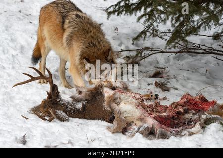 Le loup gris (Canis lupus) tire sur les restes de la carcasse du cerf de queue blanche hiver - animal captif Banque D'Images