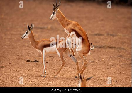Springboks Gaccouplement, parc de Kgalagadi Transfontier, Afrique du Sud Banque D'Images