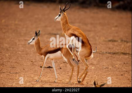 Springboks Gaccouplement, parc de Kgalagadi Transfontier, Afrique du Sud Banque D'Images