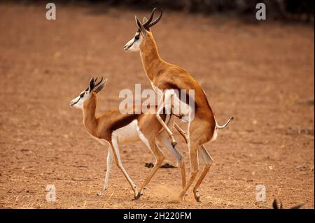 Springboks Gaccouplement, parc de Kgalagadi Transfontier, Afrique du Sud Banque D'Images