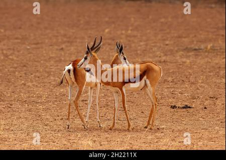Springboks Gaccouplement, parc de Kgalagadi Transfontier, Afrique du Sud Banque D'Images