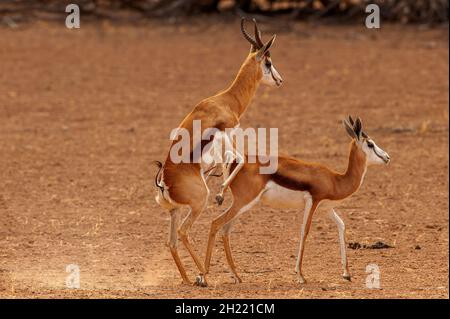 Springboks Gaccouplement, parc de Kgalagadi Transfontier, Afrique du Sud Banque D'Images