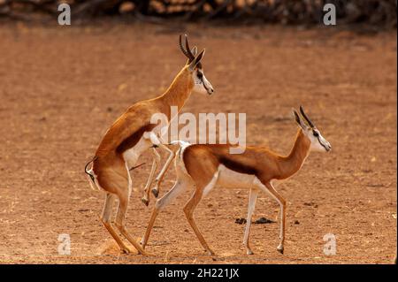 Springboks Gaccouplement, parc de Kgalagadi Transfontier, Afrique du Sud Banque D'Images