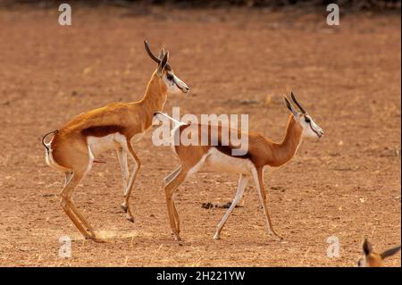 Springboks Gaccouplement, parc de Kgalagadi Transfontier, Afrique du Sud Banque D'Images