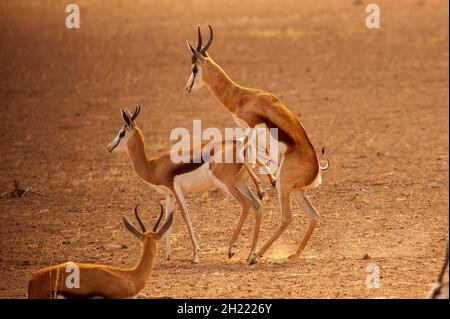 Springboks Gaccouplement, parc de Kgalagadi Transfontier, Afrique du Sud Banque D'Images