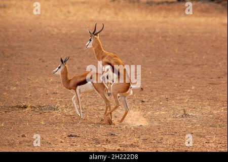 Springboks Gaccouplement, parc de Kgalagadi Transfontier, Afrique du Sud Banque D'Images