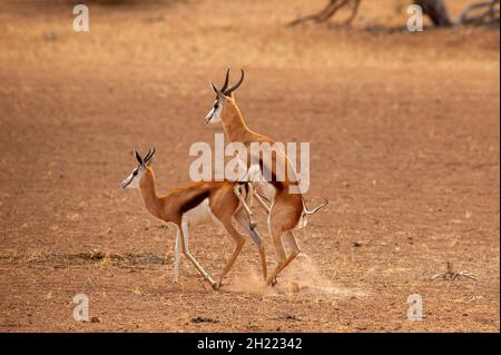 Springboks Gaccouplement, parc de Kgalagadi Transfontier, Afrique du Sud Banque D'Images