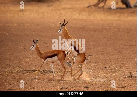Springboks Gaccouplement, parc de Kgalagadi Transfontier, Afrique du Sud Banque D'Images