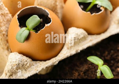 Plantules vertes dans les coquilles d'aubergines sur le sol dans le jardin, en gros plan Banque D'Images