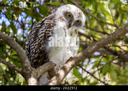 Puériculture d'un hibou puissant juvénile dans un arbre de jour Banque D'Images