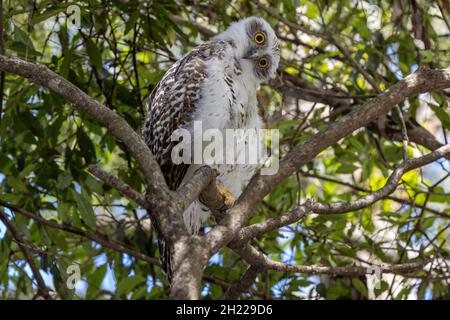 Puériculture d'un hibou puissant juvénile dans un arbre de jour Banque D'Images