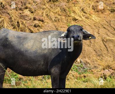 Gros plan du buffle domestique (Bubalus bubalis), qui est à la caméra; buffle asiatique Banque D'Images