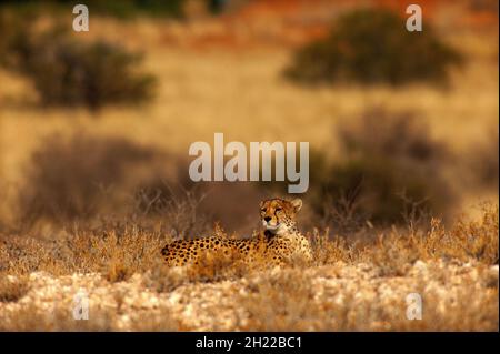 Cheetah, le mammifère terrestre le plus rapide qui se trouve à l'découvert, Kgalagadi Transfontier Park, Afrique du Sud Banque D'Images