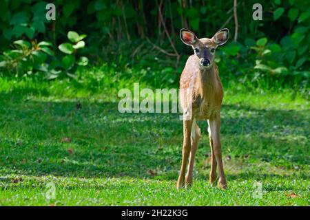 Un cerf de Virginie 'Odocoileus virginianus', en état d'alerte et de surveillance dans les régions rurales du Canada albertain Banque D'Images