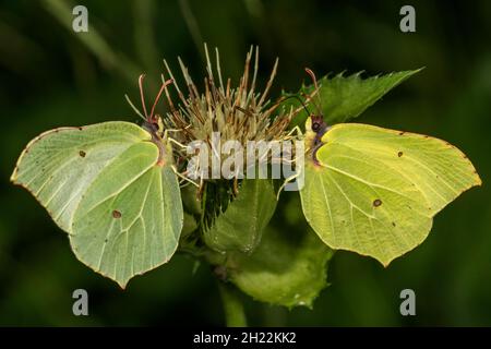 Brimstone (Gonepteryx rhamni) sur le choux Thistle (Cirsium oleraceum) femelle gauche, mâle droit, Bade-Wurtemberg, Allemagne Banque D'Images