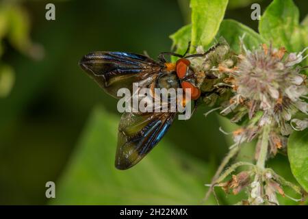 Tachinid Fly (Phasia hemiptera) mâle à la menthe (Mentha longifolia) Baden-Wuerttemberg, Allemagne Banque D'Images