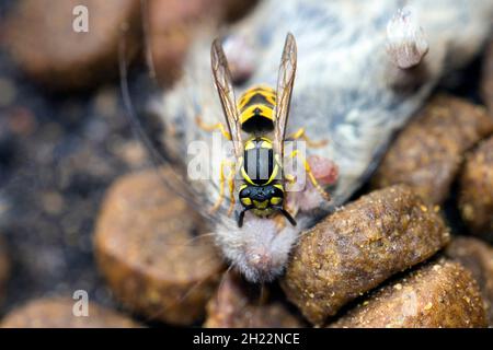 A Wasps (Vespinae) mord des morceaux de chair d'une souris maison morte (Mus musculus) Banque D'Images