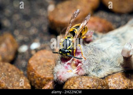 A Wasps (Vespinae) mord des morceaux de chair d'une souris maison morte (Mus musculus) Banque D'Images