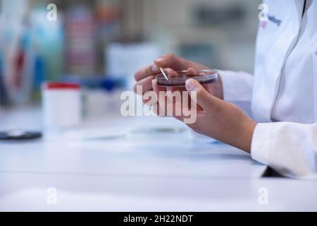 Main d'un technicien de laboratoire avec baguette en bois et échantillon dans une boîte de Pétri travaillant dans un laboratoire avec équipement de laboratoire, Fribourg, Bade-Wurtemberg Banque D'Images