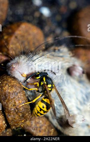 A Wasps (Vespinae) mord des morceaux de chair d'une souris maison morte (Mus musculus) Banque D'Images