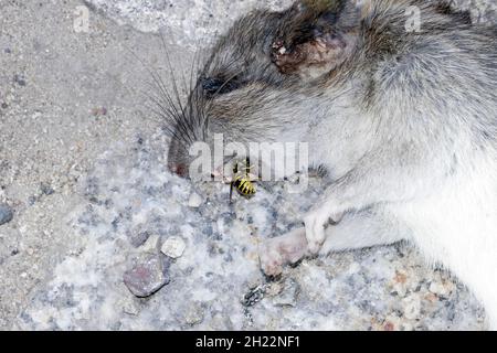 Dead Rat (Rattus) situé dans la rue avec une guêpe dans son embouchure, Berlin, Allemagne Banque D'Images