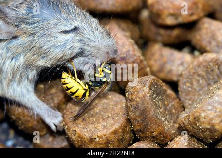 A Wasps (Vespinae) mord des morceaux de chair d'une souris maison morte (Mus musculus) Banque D'Images