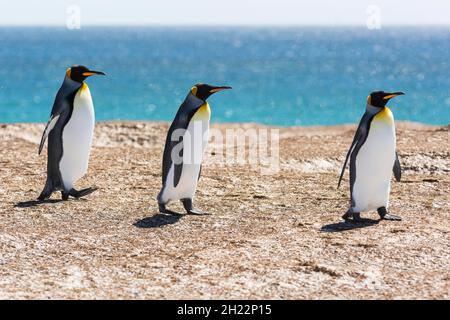 Volunteers point, Penguins du Roi (Aptenodytes patagonicus), îles Falkland, Royaume-Uni Banque D'Images