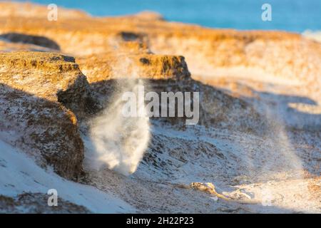 Volunteers point, pingouin Magellanique (Spheniscus magellanicus), creusant le terrier reproducteur, îles Falkland, Grande-Bretagne Banque D'Images