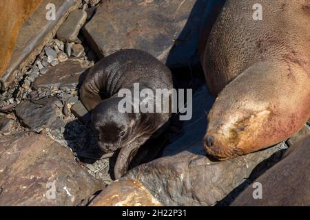 Sealion Island, phoque à la manée (Otaria flavescens) avec Young, îles Falkland, Grande-Bretagne Banque D'Images