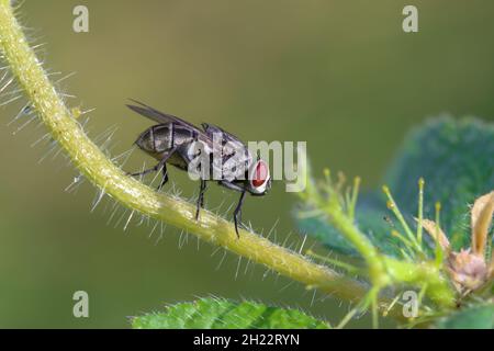 Gros plan macro photo de la mouche. Banque D'Images