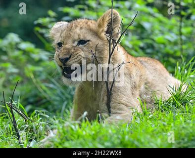 Eberswalde, Allemagne.19 octobre 2021.Vue à travers un panneau de verre à l'un des deux petits lions.Depuis le début de septembre, la progéniture du lion âgée de quatre mois peut être admirée par les visiteurs.Après que la lionne Xenia eut mordu sa progéniture à mort l'année dernière, elle s'occupe maintenant de ses jumeaux avec beaucoup d'amour.C'est aussi la raison pour laquelle la naissance des deux chatons a été gardée secrète pendant les trois premiers mois.Le zoo d'Eberswalde se dirige vers un nouveau nombre record de visiteurs.En moyenne, le zoo compte 300,000 personnes par an.Credit: Patrick Pleul/dpa-Zentralbild/ZB/dpa/Alay Live News Banque D'Images