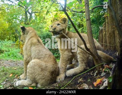 Eberswalde, Allemagne.19 octobre 2021.Vue à travers un panneau de verre des jeunes frères et sœurs du lion.Depuis le début de septembre, la progéniture du lion, aujourd'hui âgée de quatre mois, peut être admirée par les visiteurs.Après que la lionne Xenia eut mordu sa progéniture à mort l'année dernière, elle s'occupe maintenant de ses jumeaux avec beaucoup d'amour.C'est aussi la raison pour laquelle la naissance des deux chatons a été gardée secrète pendant les trois premiers mois.Le zoo d'Eberswalde se dirige vers un nouveau nombre record de visiteurs.En moyenne, le zoo compte 300,000 personnes par an.Credit: Patrick Pleul/dpa-Zentralbild/ZB/dpa/Alay Live News Banque D'Images