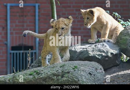 Eberswalde, Allemagne.19 octobre 2021.Vue à travers un panneau de verre des jeunes frères et sœurs du lion.Depuis le début de septembre, la progéniture du lion, aujourd'hui âgée de quatre mois, peut être admirée par les visiteurs.Après que la lionne Xenia eut mordu sa progéniture à mort l'année dernière, elle s'occupe maintenant de ses jumeaux avec beaucoup d'amour.C'est aussi la raison pour laquelle la naissance des deux chatons a été gardée secrète pendant les trois premiers mois.Le zoo d'Eberswalde se dirige vers un nouveau nombre record de visiteurs.En moyenne, le zoo compte 300,000 personnes par an.Credit: Patrick Pleul/dpa-Zentralbild/ZB/dpa/Alay Live News Banque D'Images