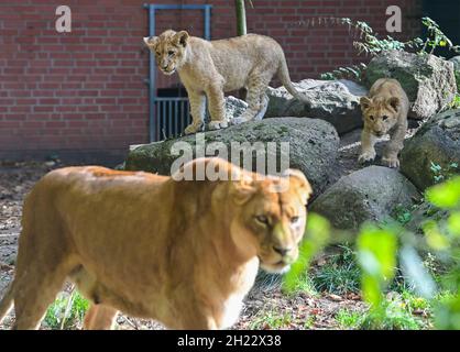 19 octobre 2021, Brandebourg, Eberswalde : vue à travers une vitre des jeunes frères et sœurs du lion et de leur mère Xenia.Depuis le début de septembre, la progéniture du lion, aujourd'hui âgée de quatre mois, peut être admirée par les visiteurs.Après que la lionne Xenia eut mordu sa progéniture à mort l'année dernière, elle prend maintenant soin très affectueux de ses jumeaux.C'est aussi la raison pour laquelle la naissance des deux chatons a été gardée secrète pendant les trois premiers mois.Le zoo d'Eberswalde se dirige vers un nouveau nombre record de visiteurs.En moyenne, le zoo compte 300,000 personnes par an.Photo: Patrick Pleul/dpa-Zentralbild/ZB Banque D'Images