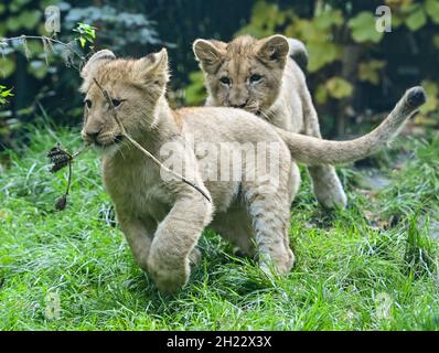 Eberswalde, Allemagne.19 octobre 2021.Vue à travers un panneau de verre des jeunes frères et sœurs du lion.Depuis le début de septembre, la progéniture du lion, aujourd'hui âgée de quatre mois, peut être admirée par les visiteurs.Après que la lionne Xenia eut mordu sa progéniture à mort l'année dernière, elle s'occupe maintenant de ses jumeaux avec beaucoup d'amour.C'est aussi la raison pour laquelle la naissance des deux chatons a été gardée secrète pendant les trois premiers mois.Le zoo d'Eberswalde se dirige vers un nouveau nombre record de visiteurs.En moyenne, le zoo compte 300,000 personnes par an.Credit: Patrick Pleul/dpa-Zentralbild/ZB/dpa/Alay Live News Banque D'Images