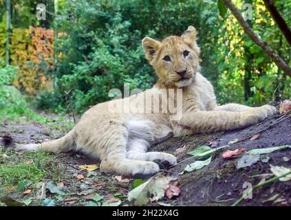 Eberswalde, Allemagne.19 octobre 2021.Vue à travers un panneau de verre à l'un des deux petits lions.Depuis le début de septembre, la progéniture du lion âgée de quatre mois peut être admirée par les visiteurs.Après que la lionne Xenia eut mordu sa progéniture à mort l'année dernière, elle s'occupe maintenant de ses jumeaux avec beaucoup d'amour.C'est aussi la raison pour laquelle la naissance des deux chatons a été gardée secrète pendant les trois premiers mois.Le zoo d'Eberswalde se dirige vers un nouveau nombre record de visiteurs.En moyenne, le zoo compte 300,000 personnes par an.Credit: Patrick Pleul/dpa-Zentralbild/ZB/dpa/Alay Live News Banque D'Images