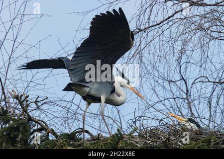 Hérons gris (Ardea cinerea) Banque D'Images