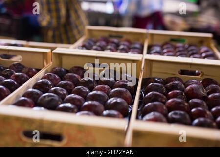 Prunes pourpres récoltées dans des caisses en bois empilées dans l'entrepôt Banque D'Images