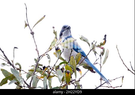 California Scrub Jay Banque D'Images